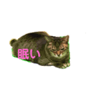 縞々猫のスタンプ（個別スタンプ：4）