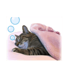 縞々猫のスタンプ（個別スタンプ：6）