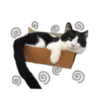Sabo＆Louis＆milkスタンプ（個別スタンプ：7）