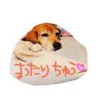 ビーグルきゃりーとお友達3（個別スタンプ：3）