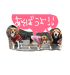 ビーグルきゃりーとお友達3（個別スタンプ：4）