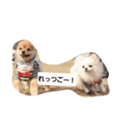 ビーグルきゃりーとお友達3（個別スタンプ：5）