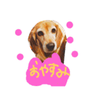 ビーグルきゃりーとお友達3（個別スタンプ：6）