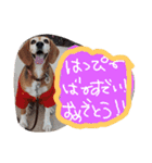 ビーグルきゃりーとお友達3（個別スタンプ：8）