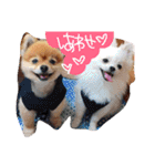 ビーグルきゃりーとお友達3（個別スタンプ：9）