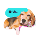 ビーグルきゃりーとお友達3（個別スタンプ：16）