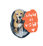 ビーグルきゃりーとお友達3（個別スタンプ：17）