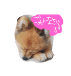 ビーグルきゃりーとお友達3（個別スタンプ：20）