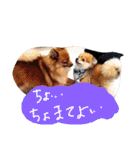 ビーグルきゃりーとお友達3（個別スタンプ：23）