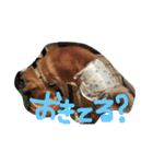 犬のゴンちゃん（個別スタンプ：2）
