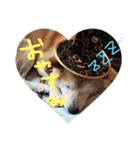 犬のゴンちゃん（個別スタンプ：3）