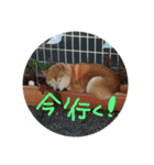 犬のゴンちゃん（個別スタンプ：4）