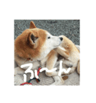 犬のゴンちゃん（個別スタンプ：6）