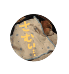 犬のゴンちゃん（個別スタンプ：7）