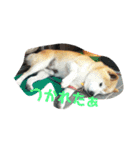 犬のゴンちゃん（個別スタンプ：8）