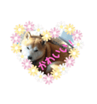 犬のゴンちゃん（個別スタンプ：9）