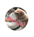 犬のゴンちゃん（個別スタンプ：11）