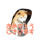 犬のゴンちゃん（個別スタンプ：12）