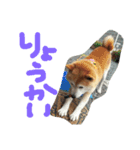 犬のゴンちゃん（個別スタンプ：13）
