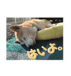 犬のゴンちゃん（個別スタンプ：14）