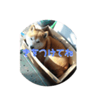 犬のゴンちゃん（個別スタンプ：15）
