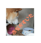 犬のゴンちゃん（個別スタンプ：16）