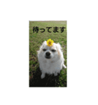 楽しいワンにゃ（個別スタンプ：1）