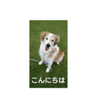 楽しいワンにゃ（個別スタンプ：12）