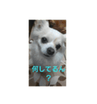 ボーダーコリー軍団（個別スタンプ：11）