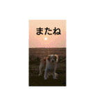 ボーダーコリー軍団（個別スタンプ：22）