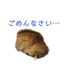 猫のりんごちゃんのスタンプ 第1弾（個別スタンプ：1）
