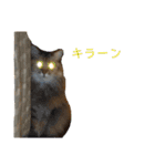 猫のりんごちゃんのスタンプ 第1弾（個別スタンプ：7）