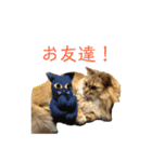 猫のりんごちゃんのスタンプ 第1弾（個別スタンプ：9）