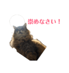 猫のりんごちゃんのスタンプ 第1弾（個別スタンプ：15）