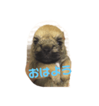 ファロサムのまいにち（個別スタンプ：5）