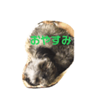 ファロサムのまいにち（個別スタンプ：8）
