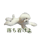 いぬいぬいぬいぬいぬいぬv（個別スタンプ：5）