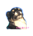 チワワのはなくん（個別スタンプ：1）