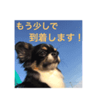 チワワのはなくん（個別スタンプ：10）