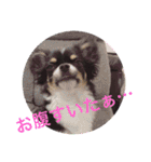 チワワのはなくん（個別スタンプ：12）