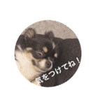 チワワのはなくん（個別スタンプ：13）