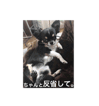 チワワのはなくん（個別スタンプ：14）