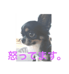 チワワのはなくん（個別スタンプ：15）