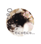チワワのレン♡2（個別スタンプ：9）