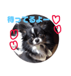 チワワのレン♡2（個別スタンプ：14）