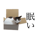 ちろりんの日常（個別スタンプ：11）
