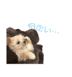 ぼんちゃん♡（個別スタンプ：7）