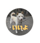 ぎんがスタンプ。（個別スタンプ：1）