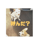 ぎんがスタンプ。（個別スタンプ：5）