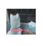 ぎんがスタンプ。（個別スタンプ：6）